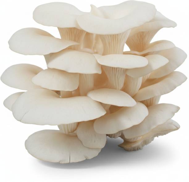 grenfel Oyster Mushroom seeds 412g High-Performance Mycelium Seeds for Home Cultivation Seed