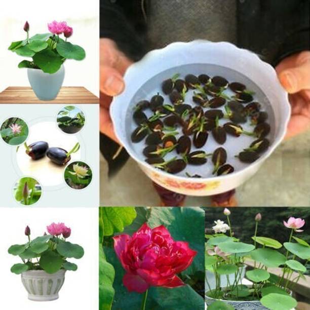 SBGARDEN Lotus Seed