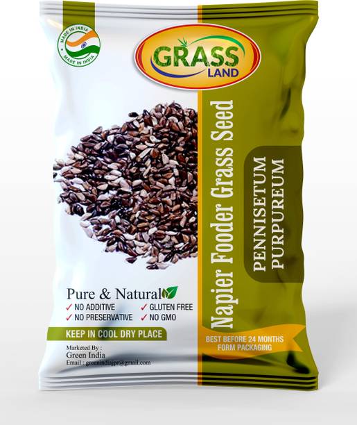 grassland Napier Fodder Grass /GRASS Seed