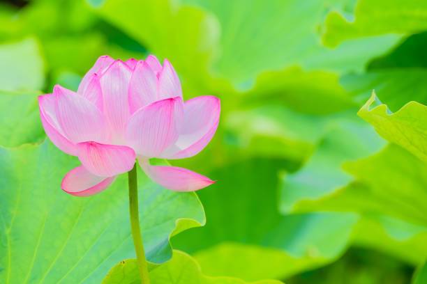 MAA lotus,kamal seeds Seed