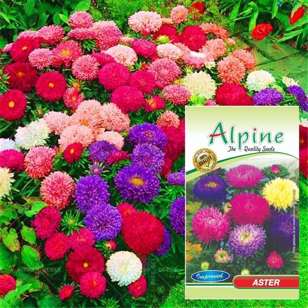 ALPINE HYBRIDE SEEDS Aster Dwarf Double Flower Seeds, Mix Colur aster Flower seeds Per/Pack 50-70 seeds Seed