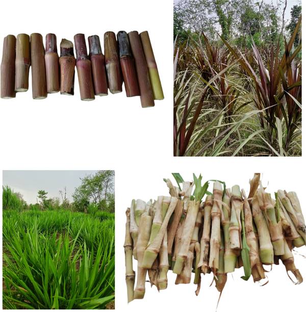 Grow Green Organics Red Napier - 20 sticks and Smart Napier - 20 sticks | Pack of 40 sticks Seed