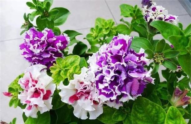CYBEXIS LX-81 - Rare Varieties Double Petals Petunia Mixed Color - (540 Seeds) Seed