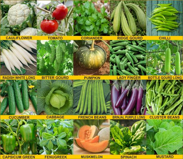 Aero Seeds Aero Seeds Combo of 20 Variety Vegetable Seeds Combo Pack Seed