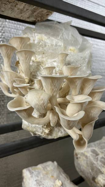 Arko Oyster Mushrooms Grain Spawn/Seeds, First Generation High Yield Seed
