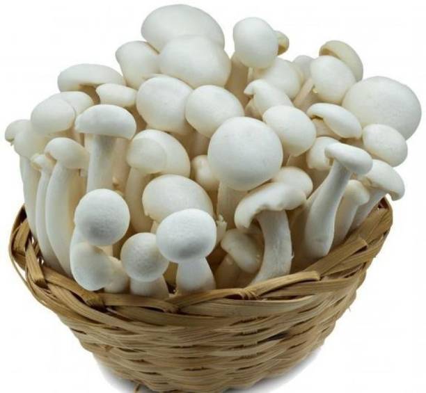 grenfel Mushroom 400 Gm White Milky Mushrooms 1st Generation Spawn/Seeds CO2 Variety Seed