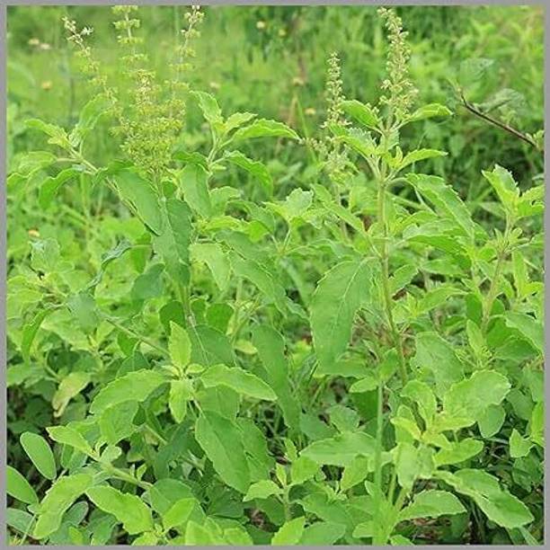 SeedSutra Tulsi Seed,Holy Basil,Tulsi Beej,Munjori Seed