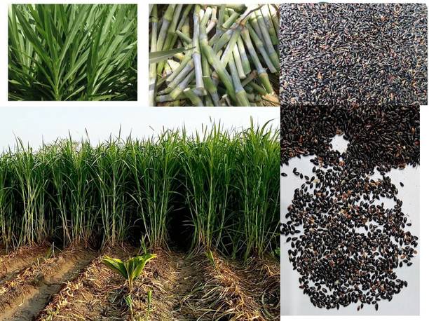 SUAA Super Napier Grass, Grass, Grass Seeds Seed