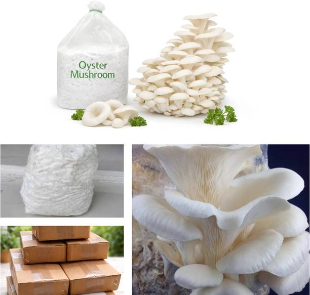 Dutta OYSTER Mushroom Seed CO₂ Variety, Fresh Spawn–Best for Home + 1 GROW BAG FREE Seed