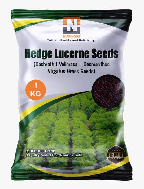 Numinous Hedge Lucerne, Velimasal, Dashrath, Desmanthus Virgatus Seed