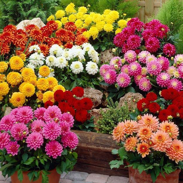 seedagro Dahlia Double Figaro Mix 25 seed Seed