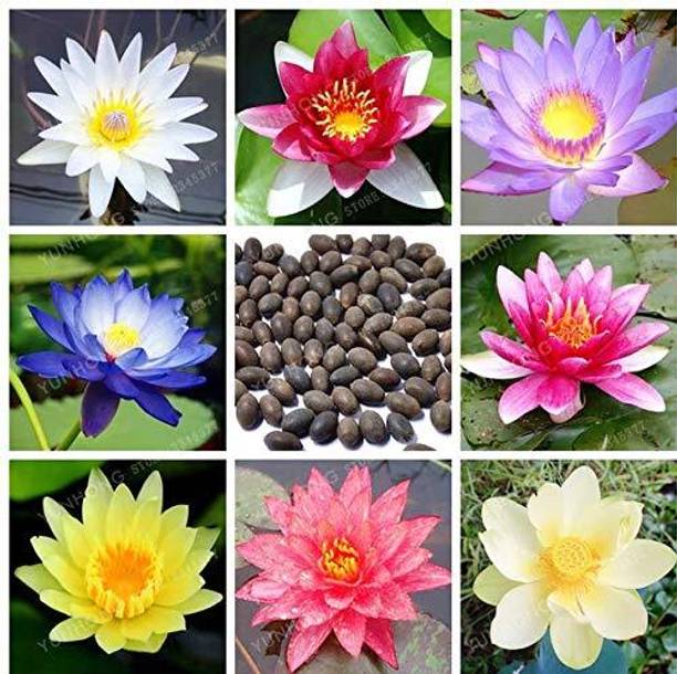 LPR LOTUS,KAMAL Seed