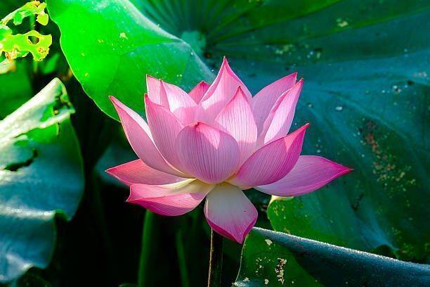 Silba Lotus Seed