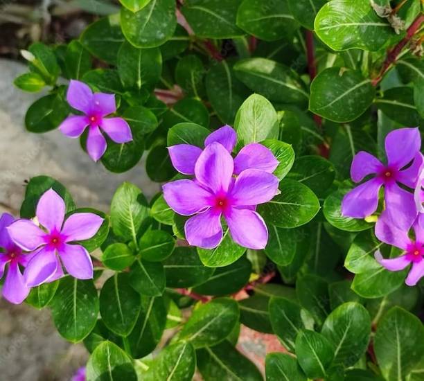 GREENSEA vinca, nayantara, sadabahar Seed