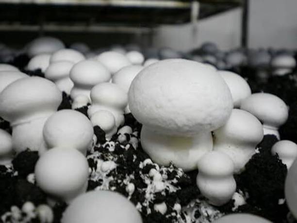 GREENSEA White Oyster Mushroom Seed