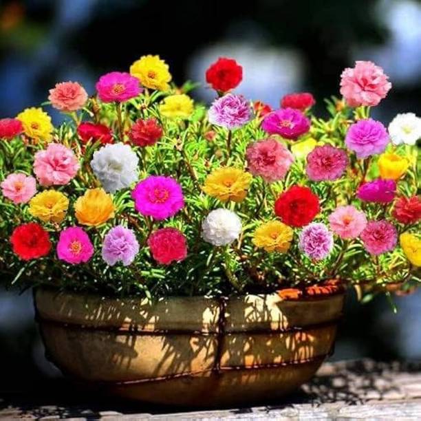 Arshiayat Portulaca flower plant seeds Seed