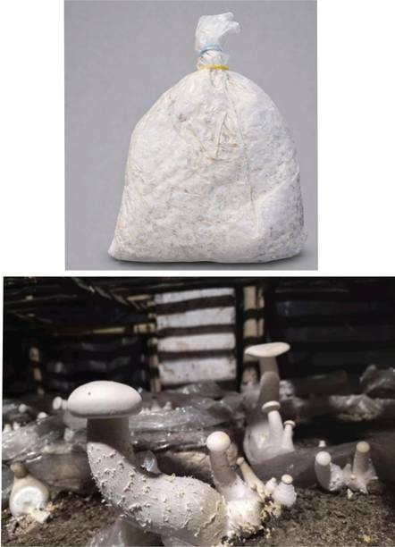 RTMENT Premium milky mushroom seed, CO2 variety, High yield, strong colonization, 250 gm Seed