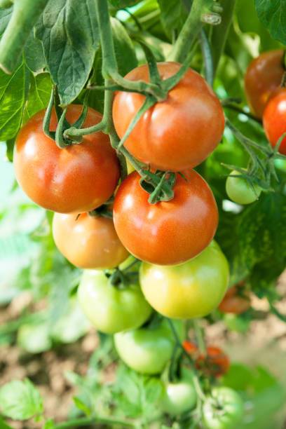FRESHO tomato Seed