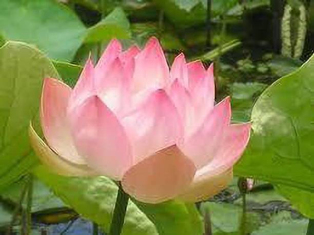CARIBBEAN LOTUS SEEDS Seed