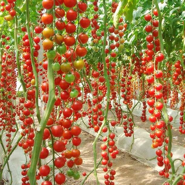 STOKIYA hybride tomato 100 seeds Seed