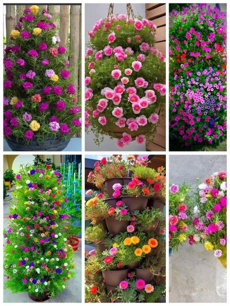 AVRAJIT Portulaca,Moss Rose flower,9 o clock flower,Sun Rose seeds Seed