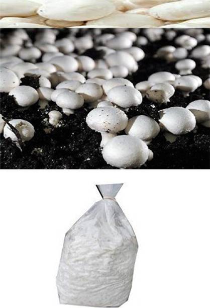 the green dotcom Button Mushroom Spawn Seed