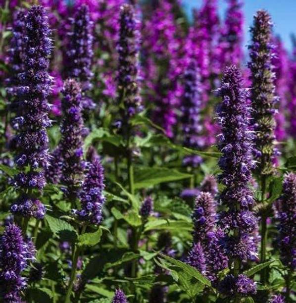 CYBEXIS GBPUT-61 - Mexicana Lavender Blue - (2250 Seeds) Seed