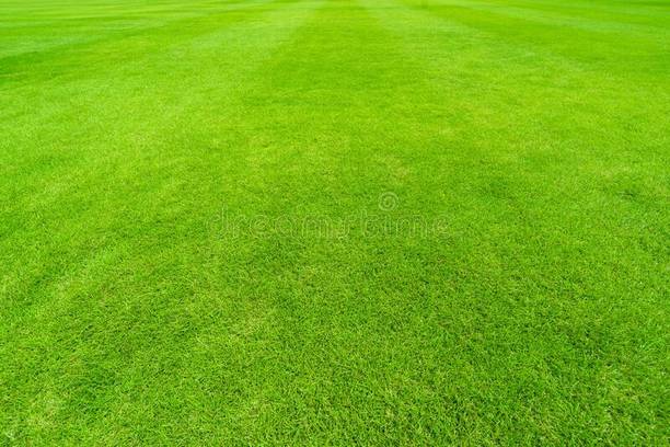 विक्वालिटी गार्डन के लिए लॉन ग्रास सीड, लॉन ग्रास के लिए गार्डन सीड्स, बेस्ट ग्रास सीड्स बीज