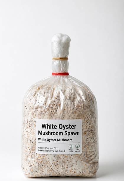 BAGDUTTA Oyster Mushroom Spawn | White Mushroom Seeds | Fast Growth | High Yield Seed