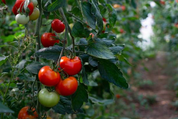 VIVETHAN tomato Seed