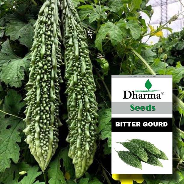 Dharma Bitter Gourd, Karela, Korola Seed