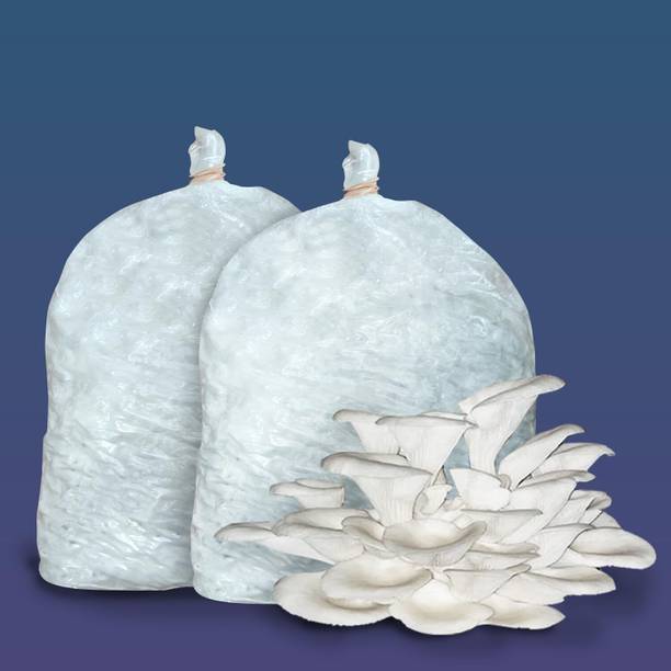 Lokenath enterprise Oyster Mushroom Seed, Oyester mushroom spawn Seed