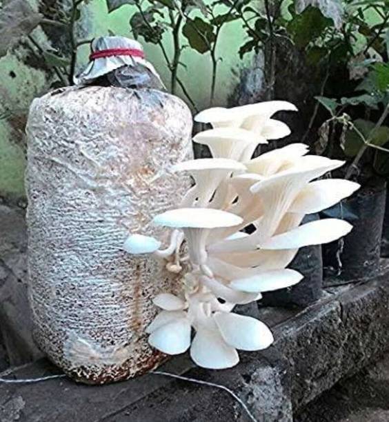 आरको ओएस्टर मशरूम स्पॉन/सीड्स एडिबल CO2 वेराइटी बीज
