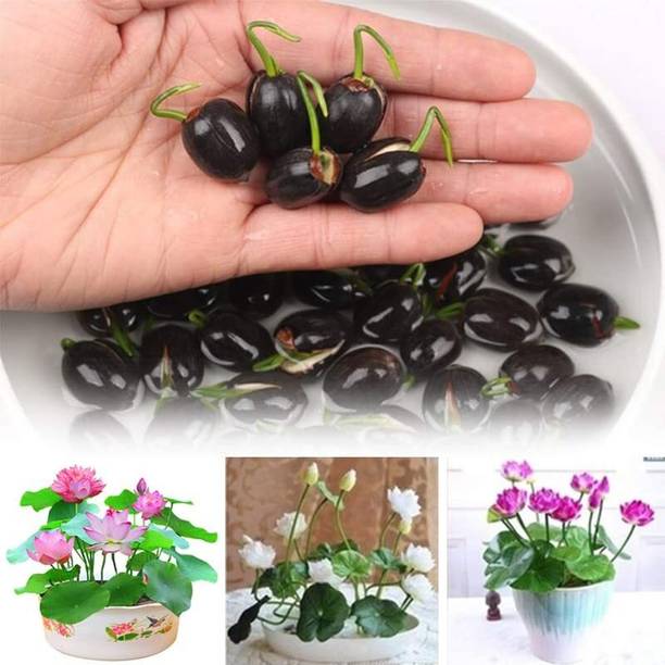 LPR LOTUS Seed