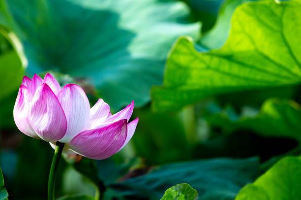 MAA lotus,kamal seeds Seed
