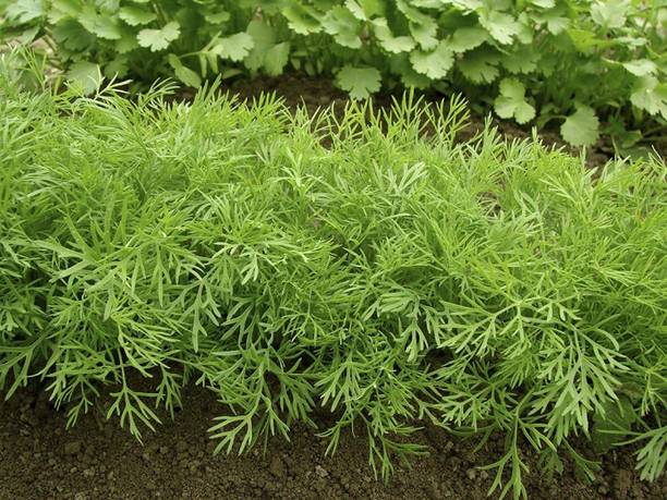VibeX ® XXL-135 Mushroom's Dill Non GMO Seed