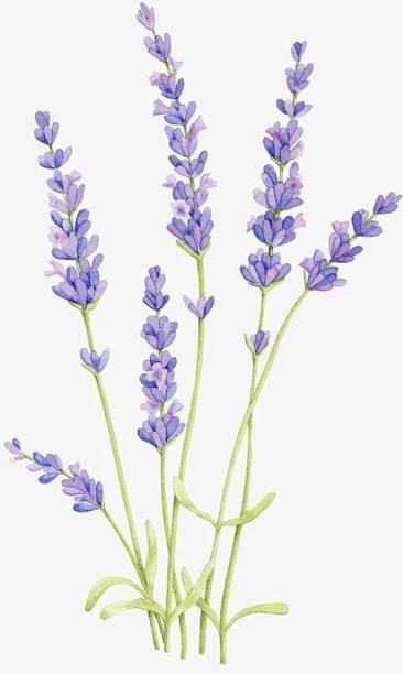 Mozette Organic lavender herb Seed