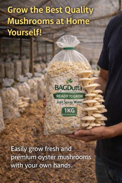 Dutta Ready Oyster Mushroom Growing Bag 1KG | Simple Indoor Farming Seed