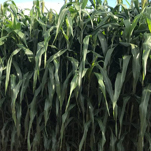 विक्वालिटी कैटल के लिए चारा घास के बीज, कैटल के लिए चारा घास के बीज, हाई यील्ड चारा बीज