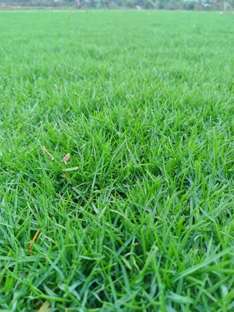 Seedsqlty Football ground grass seeds Seed