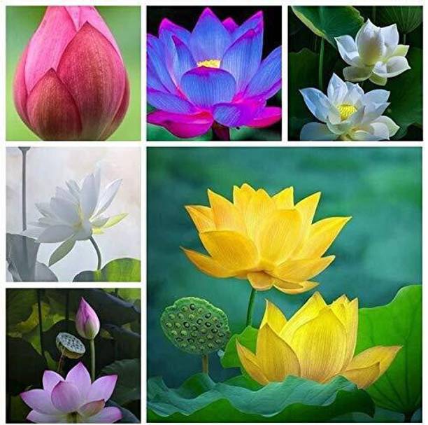 SUAA Lotus seeds Seed