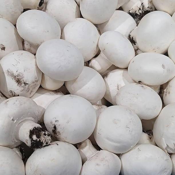 GREENSEA White Oyster Mushroom Seed