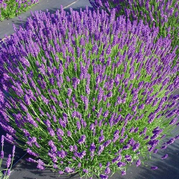 MOOFGA Herb Seeds For Planting - Rare Lavender Seed