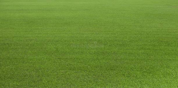 Mozette Exotic lawngrass Seed