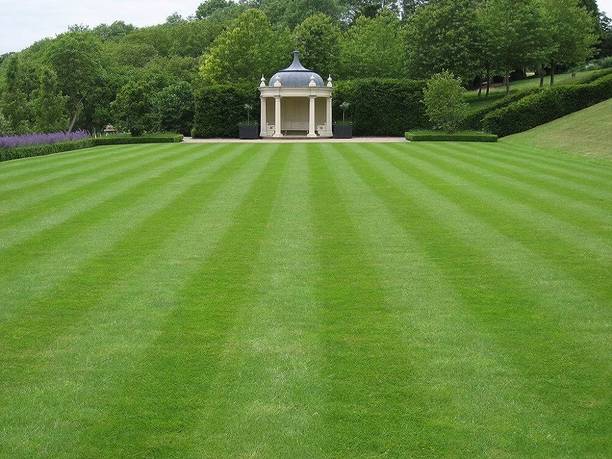 wequality Carpet grass seeds/Lawn Grass Seeds 3400 Seed