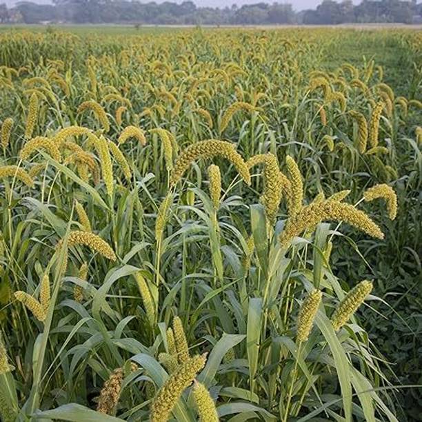 PLANTGeniX Super Napier Multicut Bajra GRASS Hybrid Grass Seeds for COW|GOAT Seed