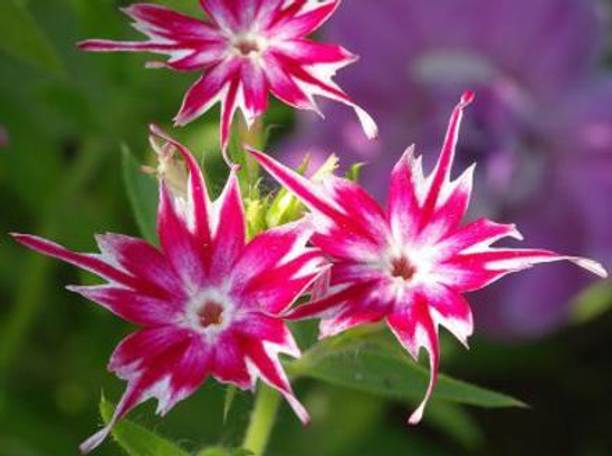 Mozette Exotic phlox twinkle Seed