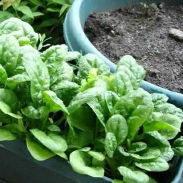 SREE palak seeds for home gardengreen spinach seeds for home garden/palak Seed