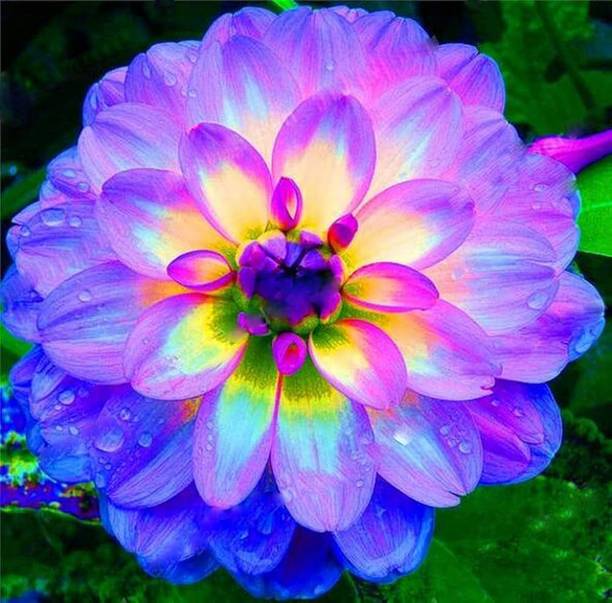 ARIAANAM Dahlia, Dalia Flower Seed