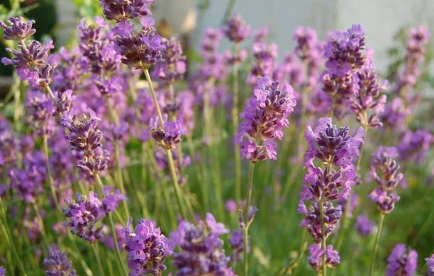 MOOFGA Herb Seeds For Planting - Rare Lavender Seed